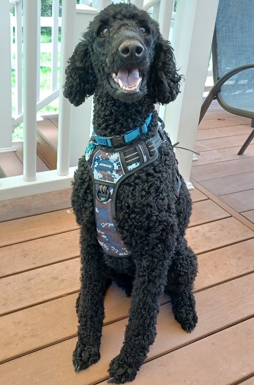 Paws for Reading West Babylon Public Library